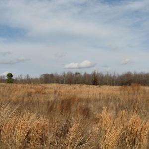 Photo #15 of Cannery Rd, Dalzell, SC 75.0 acres