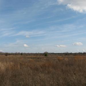 Photo #12 of Cannery Rd, Dalzell, SC 75.0 acres