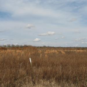 Photo #13 of Cannery Rd, Dalzell, SC 75.0 acres