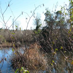 Photo #32 of Cannery Rd, Dalzell, SC 75.0 acres