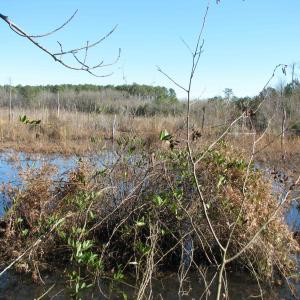 Photo #33 of Cannery Rd, Dalzell, SC 75.0 acres