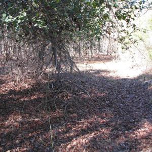 Photo #36 of Cannery Rd, Dalzell, SC 75.0 acres