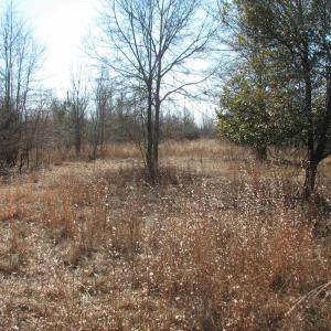 Photo #52 of Cannery Rd, Dalzell, SC 75.0 acres