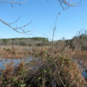 Photo #34 of Cannery Rd, Dalzell, SC 75.0 acres