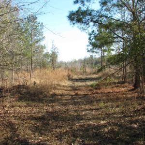Photo #44 of Cannery Rd, Dalzell, SC 75.0 acres