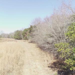 Photo #5 of Cannery Rd, Dalzell, SC 75.0 acres