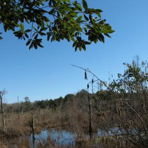 Photo #26 of Cannery Rd, Dalzell, SC 75.0 acres