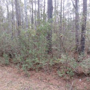 Photo #1 of T.B.D. Finnell Rd., Little River, SC 13.3 acres