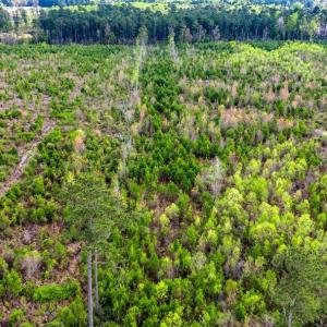 Photo #5 of TBD Jordan Rd., Galivants Ferry, SC 6.1 acres