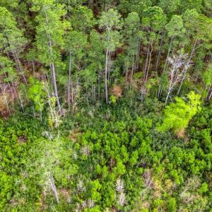 Photo #9 of TBD Jordan Rd., Galivants Ferry, SC 6.1 acres