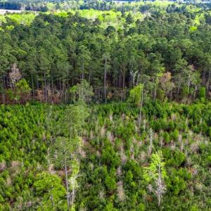 Photo #8 of TBD Jordan Rd., Galivants Ferry, SC 6.1 acres