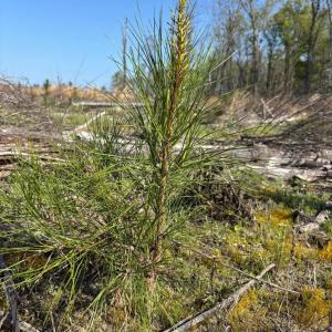 Photo #8 of Rocky Ford Rd., Salters, SC 182.0 acres