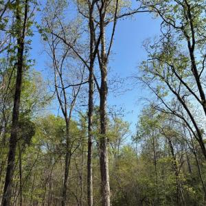 Photo #7 of Rocky Ford Rd., Salters, SC 182.0 acres