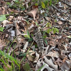 Photo #5 of Rocky Ford Rd., Salters, SC 182.0 acres