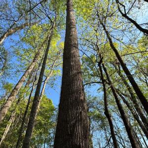 Photo #6 of Rocky Ford Rd., Salters, SC 182.0 acres