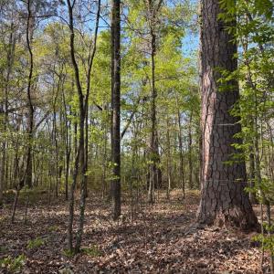 Photo #2 of Rocky Ford Rd., Salters, SC 182.0 acres