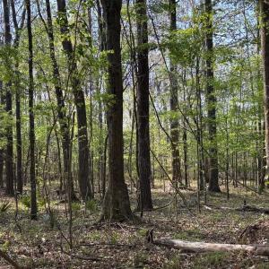 Photo #3 of Rocky Ford Rd., Salters, SC 182.0 acres