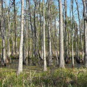 Photo #1 of Rocky Ford Rd., Salters, SC 182.0 acres