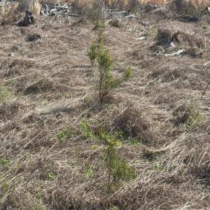 Photo #9 of Rocky Ford Rd., Salters, SC 182.0 acres