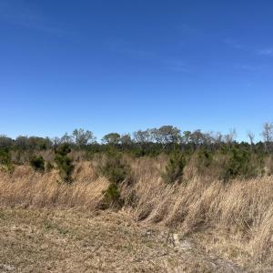 Photo #8 of Attadale Rd, Blenheim, SC 51.8 acres