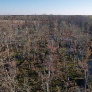 Photo #11 of 711 Cade Rd., Lake City, SC 68.0 acres