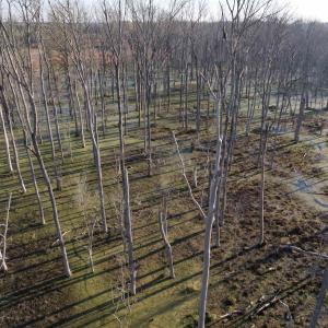 Photo #7 of 711 Cade Rd., Lake City, SC 68.0 acres