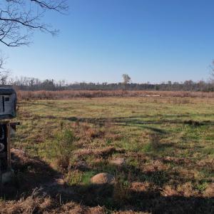 Photo #18 of 711 Cade Rd., Lake City, SC 68.0 acres