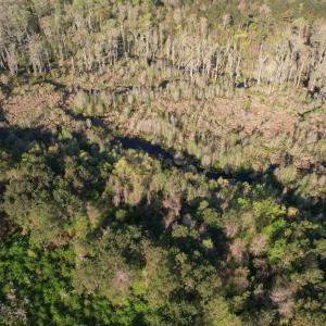 Photo #12 of 9.06 Acres-1829 Pamplico Hwy., Pamplico, SC 9.1 acres