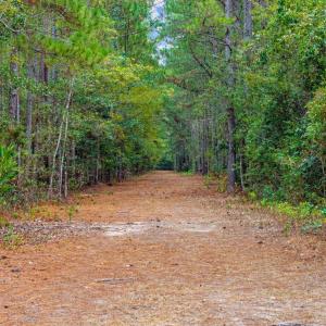 Photo #12 of TBD River Bend Rd., Loris, SC 200.0 acres