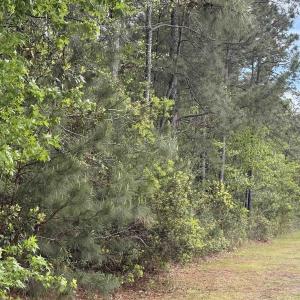 Photo #2 of TBD Gussie Ct., Myrtle Beach, SC 3.3 acres