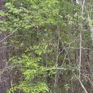 Photo #4 of TBD Gussie Ct., Myrtle Beach, SC 3.3 acres