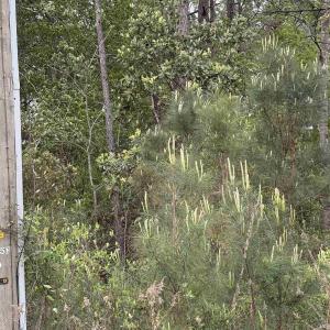 Photo #6 of TBD Gussie Ct., Myrtle Beach, SC 3.3 acres