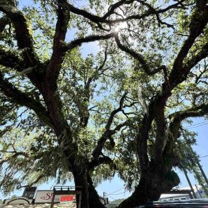 Photo #16 of 1677 Carriage Ln., Little River, SC 0.3 acres