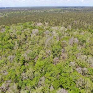 Photo #7 of TBD Georgetown Hwy., Andrews, SC 39.0 acres