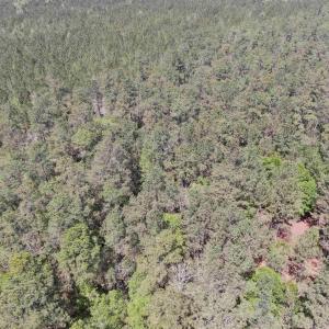 Photo #8 of TBD Georgetown Hwy., Andrews, SC 39.0 acres