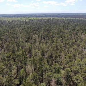 Photo #9 of TBD Georgetown Hwy., Andrews, SC 39.0 acres