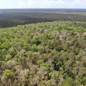 Photo #12 of TBD Georgetown Hwy., Andrews, SC 39.0 acres