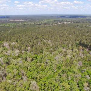 Photo #5 of TBD Georgetown Hwy., Andrews, SC 39.0 acres