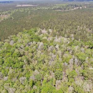 Photo #6 of TBD Georgetown Hwy., Andrews, SC 39.0 acres