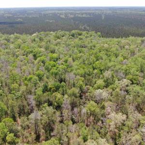 Photo #11 of TBD Georgetown Hwy., Andrews, SC 39.0 acres