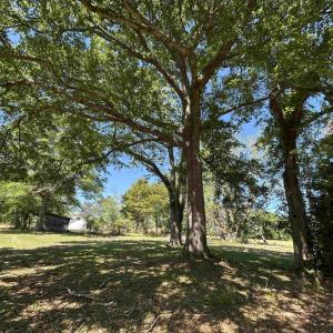 Photo #1 of 1811 Tranquil Rd., Mullins, SC 18.9 acres