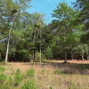 Photo #8 of 2400 Sunny Heights Rd., Longs, SC 2.0 acres