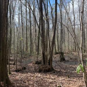 Photo #17 of 1267 School Bus Rd, Jamestown, SC 133.7 acres