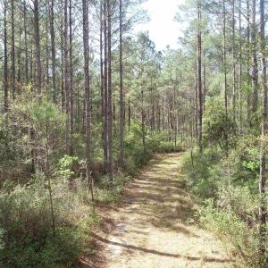 Photo #12 of 1267 School Bus Rd, Jamestown, SC 133.7 acres