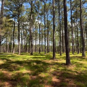 Photo #4 of 1267 School Bus Rd, Jamestown, SC 133.7 acres