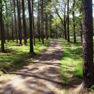 Photo #3 of 1267 School Bus Rd, Jamestown, SC 133.7 acres