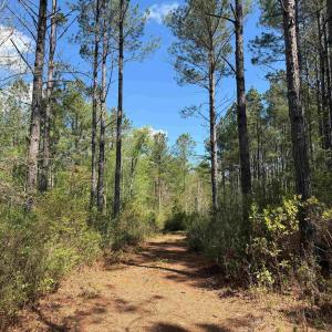 Photo #19 of 1267 School Bus Rd, Jamestown, SC 133.7 acres