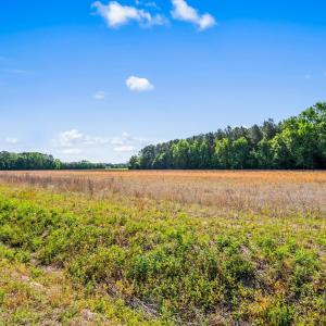 Photo #17 of TBD Ray Rd., Hemingway, SC 14.0 acres