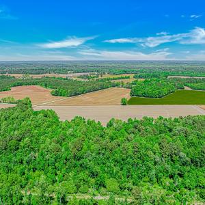 Photo #6 of TBD Trinidad Ard Rd, Coward, SC 39.0 acres