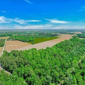 Photo #5 of TBD Trinidad Ard Rd, Coward, SC 39.0 acres